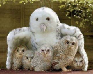 いろんな動物の赤ちゃんがみたい