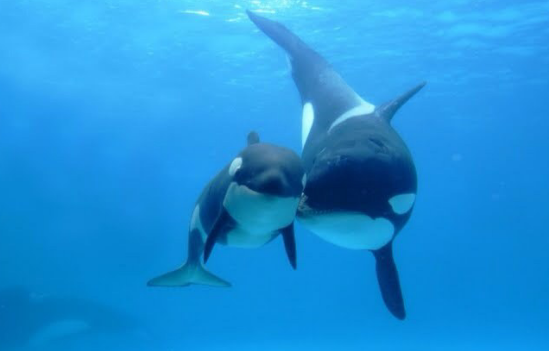 いろんな動物の赤ちゃんがみたい
