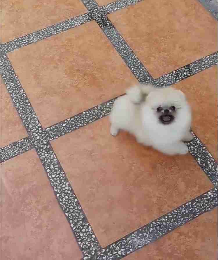 いろんな動物の赤ちゃんがみたい