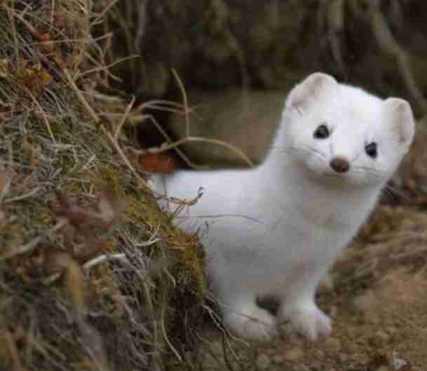 いろんな動物の赤ちゃんがみたい