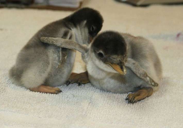 いろんな動物の赤ちゃんがみたい