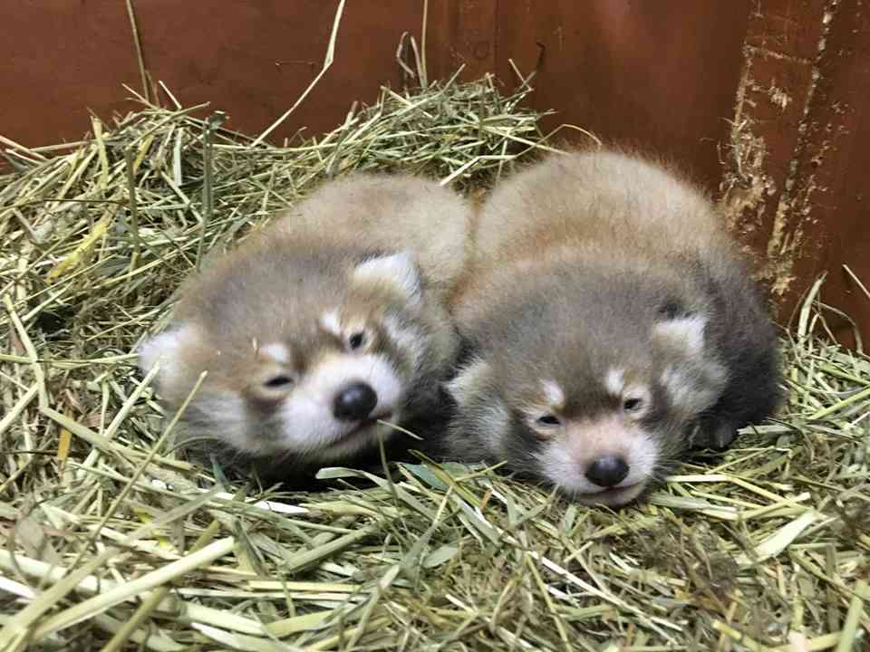 いろんな動物の赤ちゃんがみたい