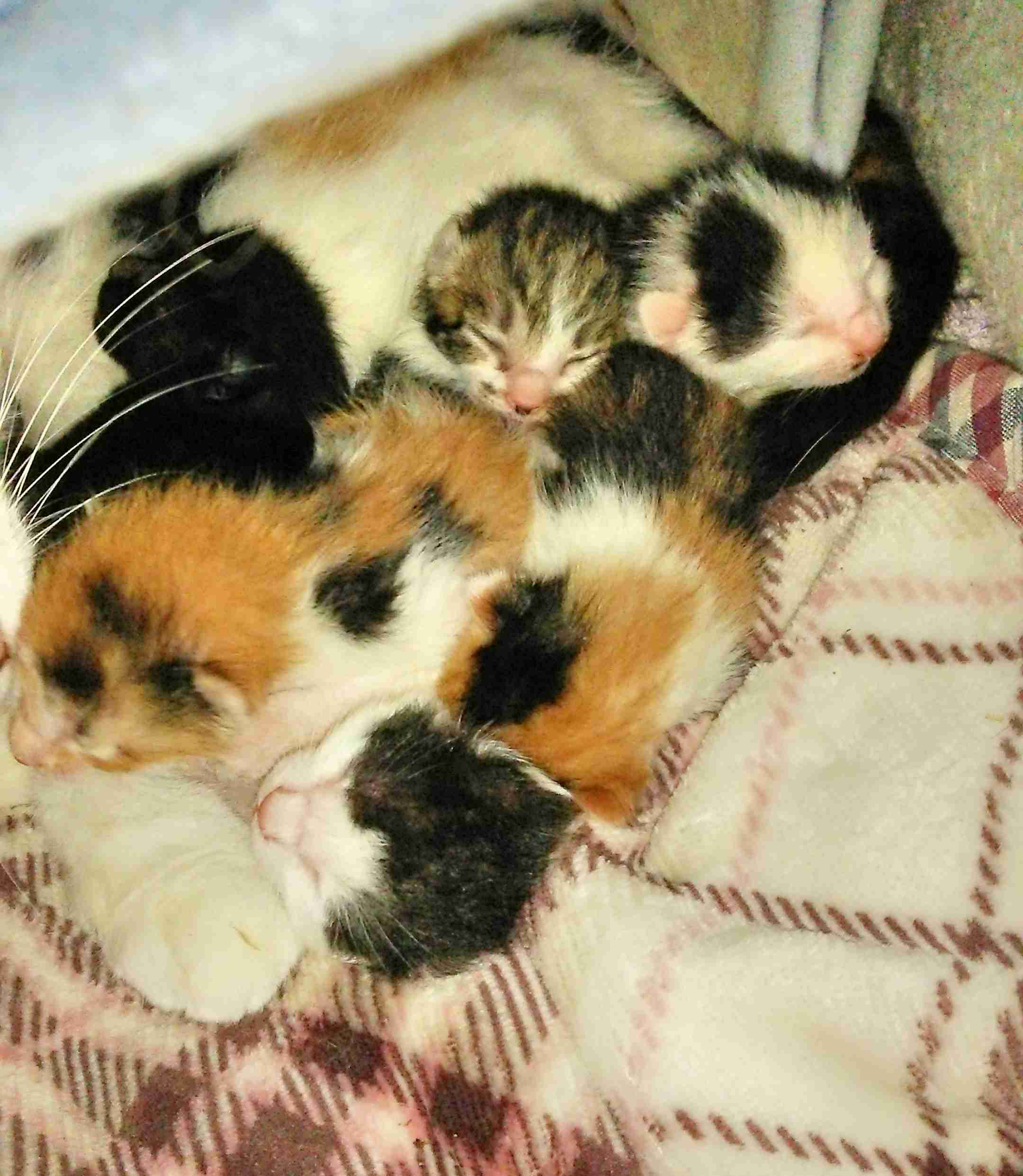 いろんな動物の赤ちゃんがみたい