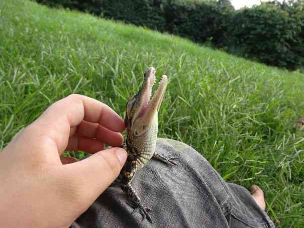いろんな動物の赤ちゃんがみたい