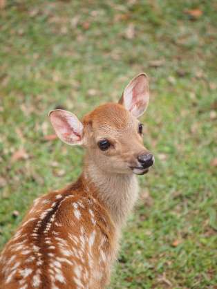いろんな動物の赤ちゃんがみたい