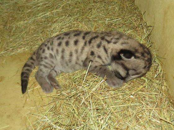いろんな動物の赤ちゃんがみたい