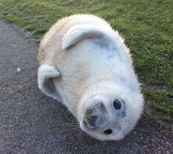いろんな動物の赤ちゃんがみたい