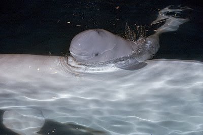 いろんな動物の赤ちゃんがみたい