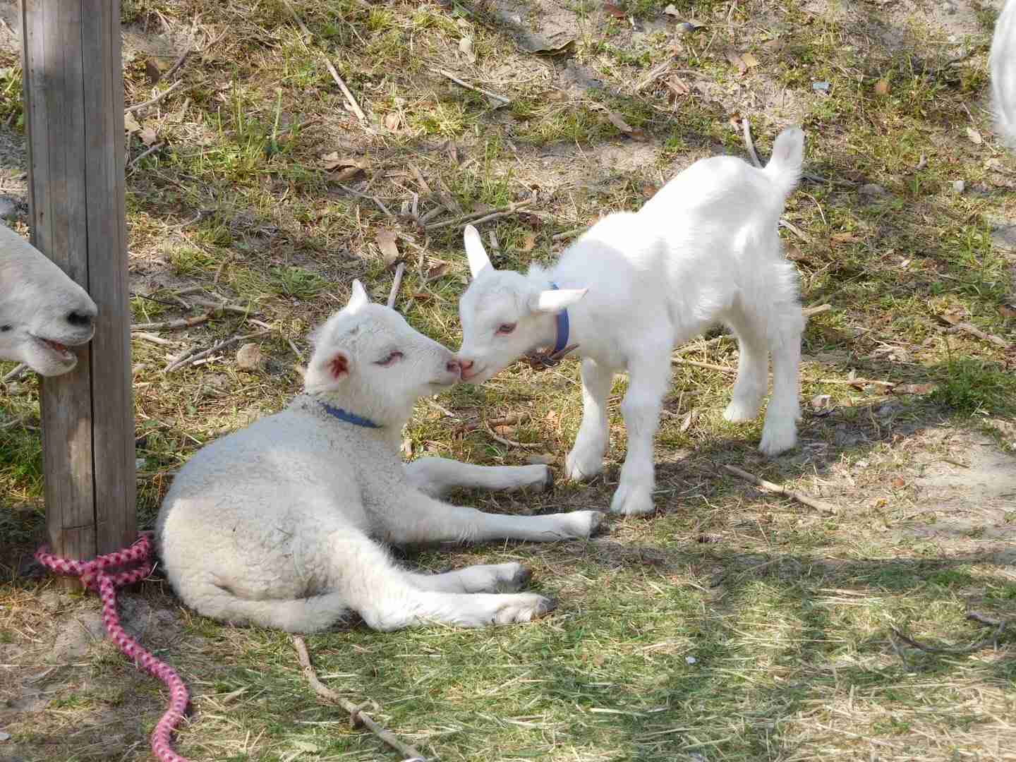 いろんな動物の赤ちゃんがみたい