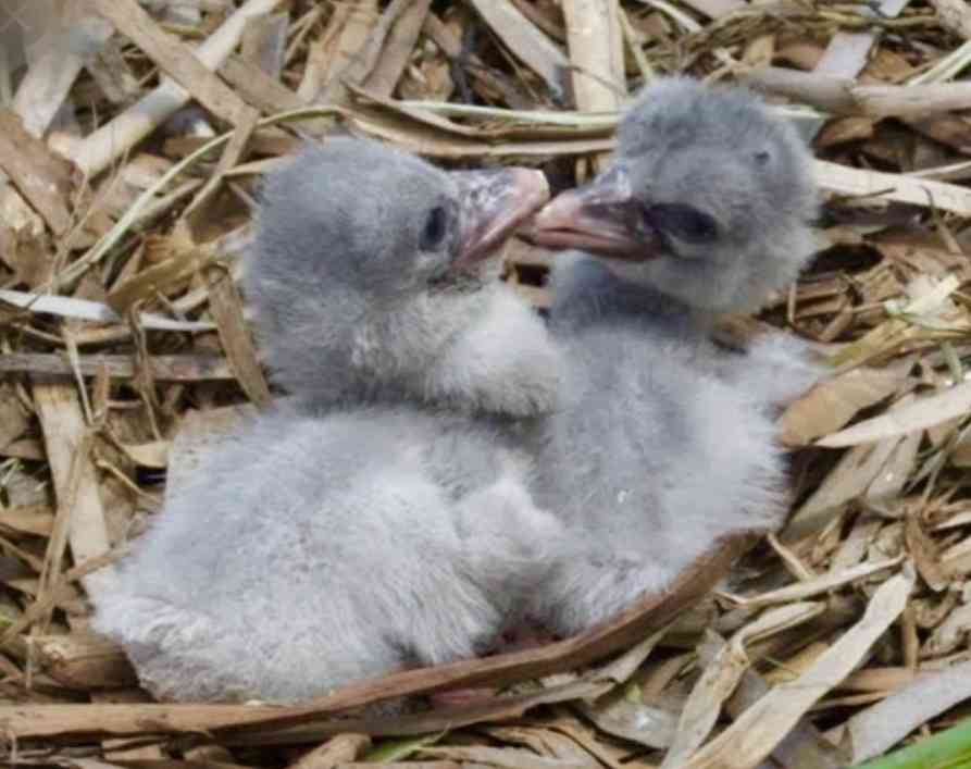 いろんな動物の赤ちゃんがみたい