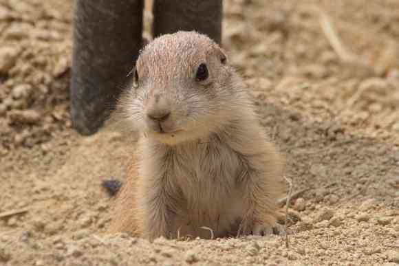 いろんな動物の赤ちゃんがみたい