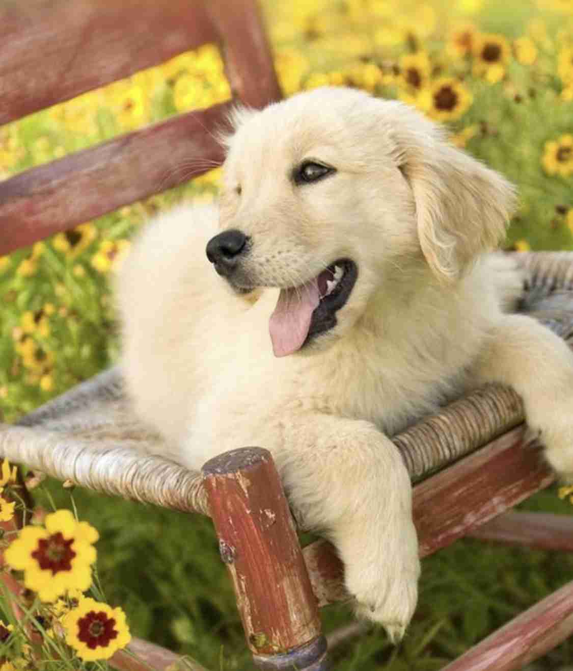 いろんな動物の赤ちゃんがみたい