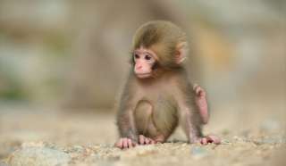いろんな動物の赤ちゃんがみたい