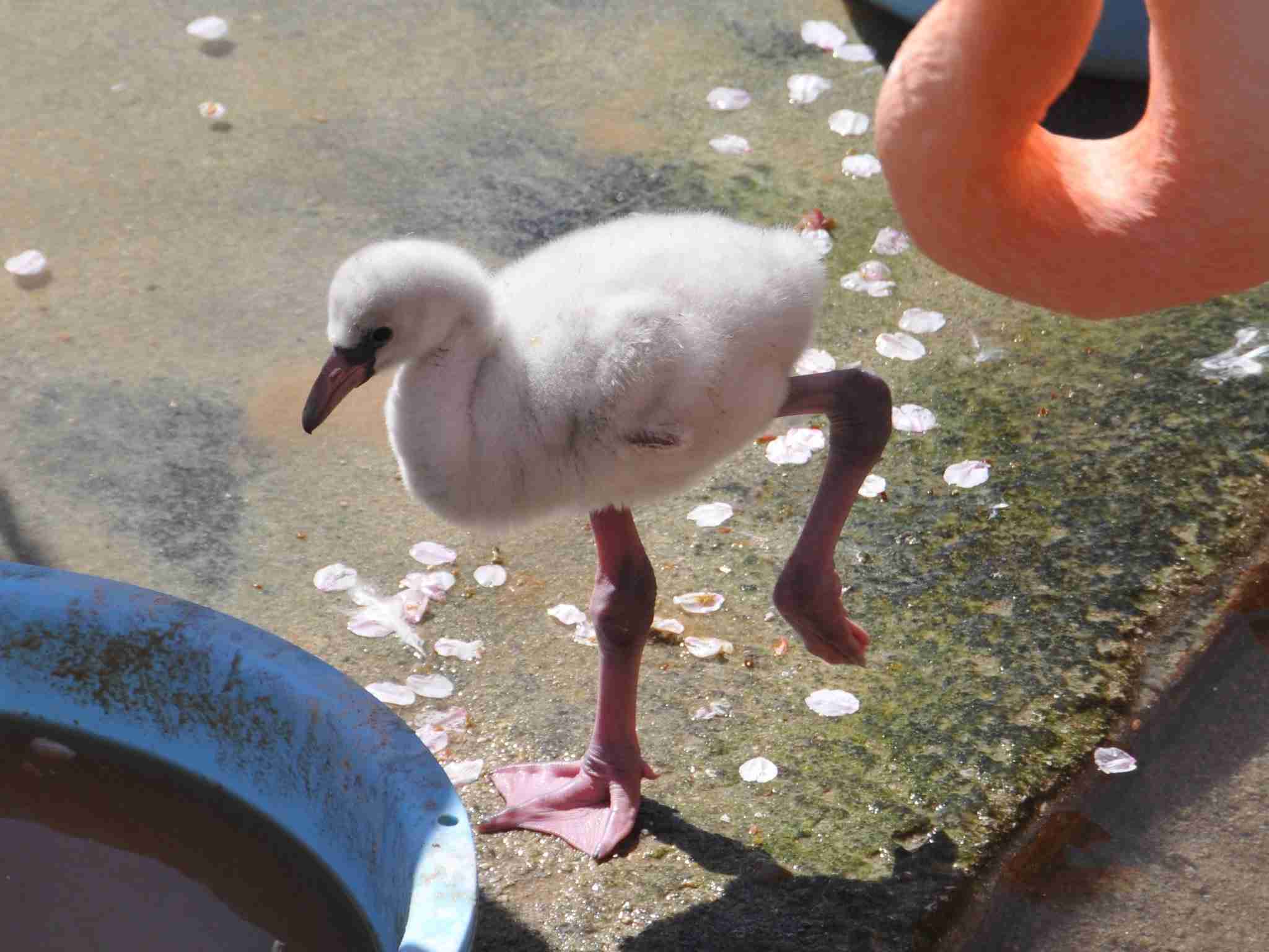 いろんな動物の赤ちゃんがみたい