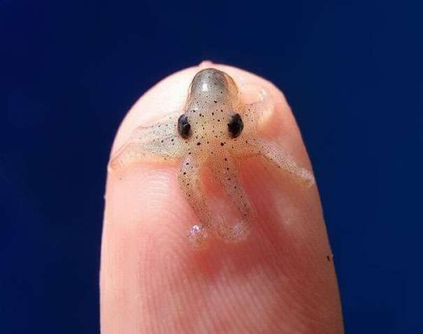 いろんな動物の赤ちゃんがみたい