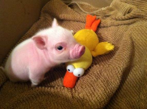 いろんな動物の赤ちゃんがみたい