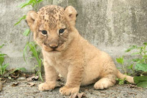 いろんな動物の赤ちゃんがみたい