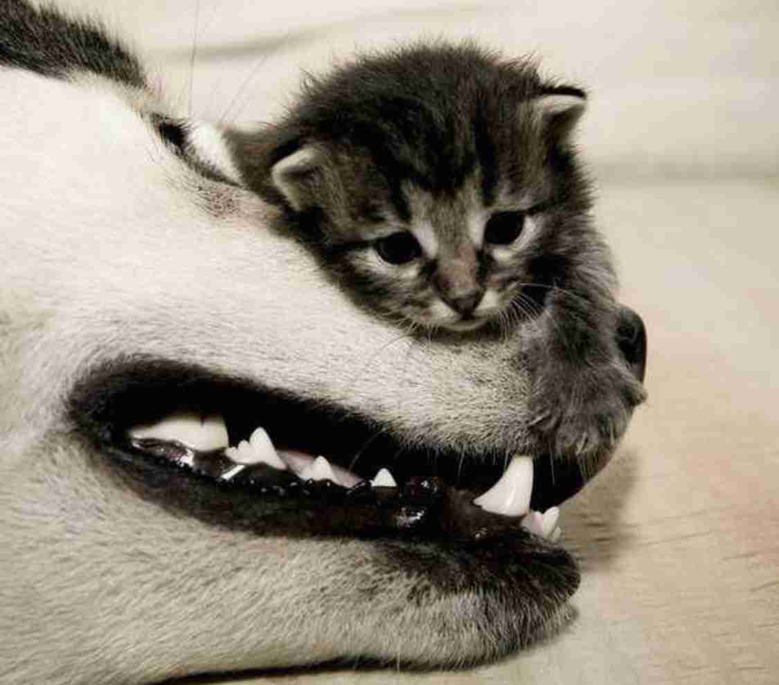 いろんな動物の赤ちゃんがみたい