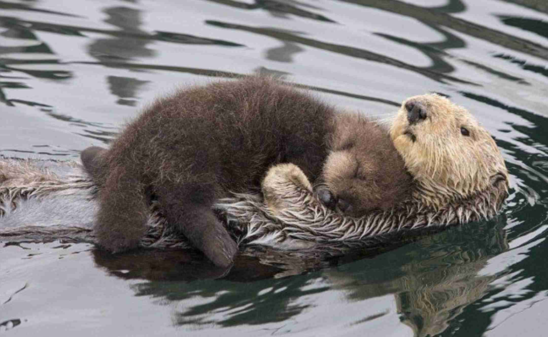 いろんな動物の赤ちゃんがみたい