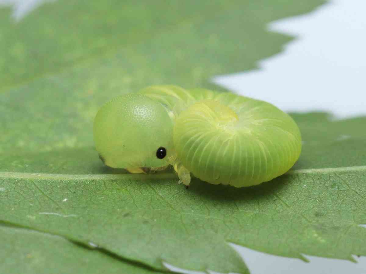 いろんな動物の赤ちゃんがみたい
