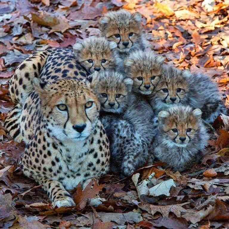 いろんな動物の赤ちゃんがみたい