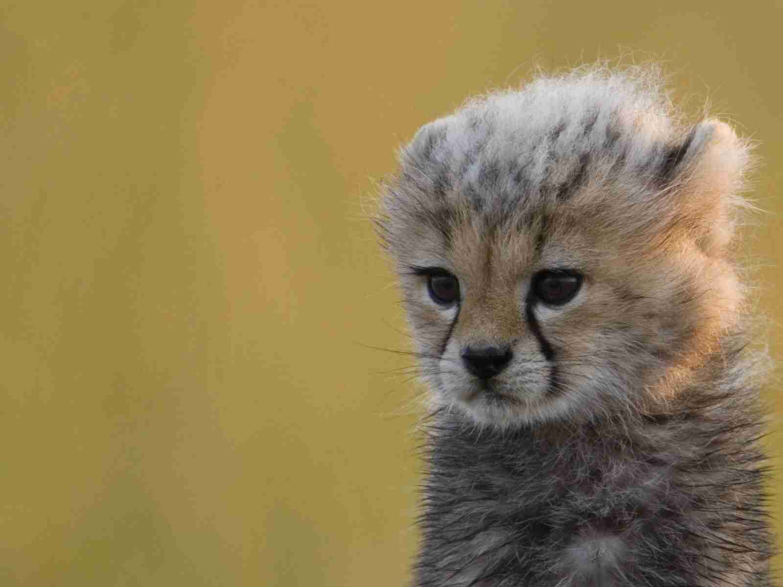 いろんな動物の赤ちゃんがみたい