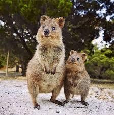 いろんな動物の赤ちゃんがみたい