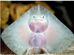 いろんな動物の赤ちゃんがみたい