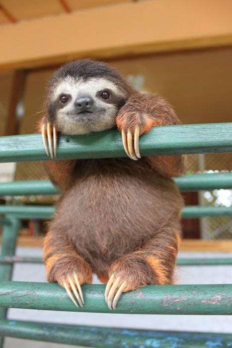 いろんな動物の赤ちゃんがみたい