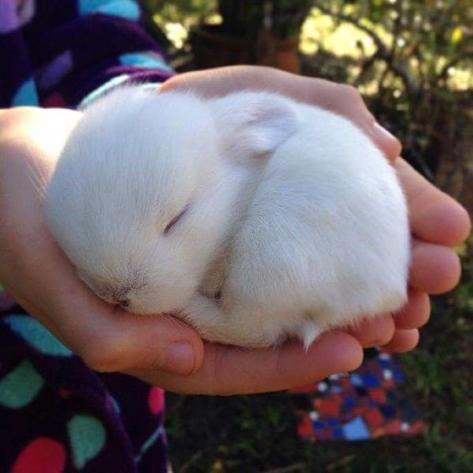いろんな動物の赤ちゃんがみたい
