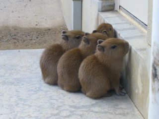 いろんな動物の赤ちゃんがみたい