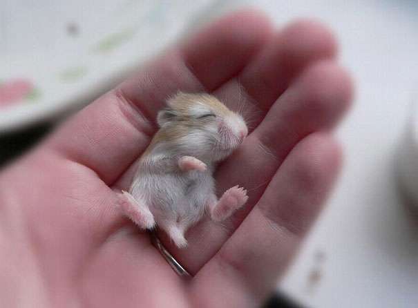 いろんな動物の赤ちゃんがみたい