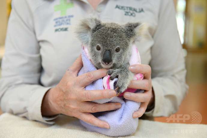 いろんな動物の赤ちゃんがみたい
