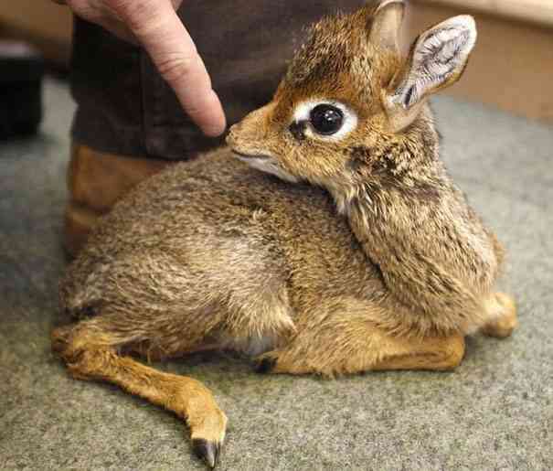 いろんな動物の赤ちゃんがみたい