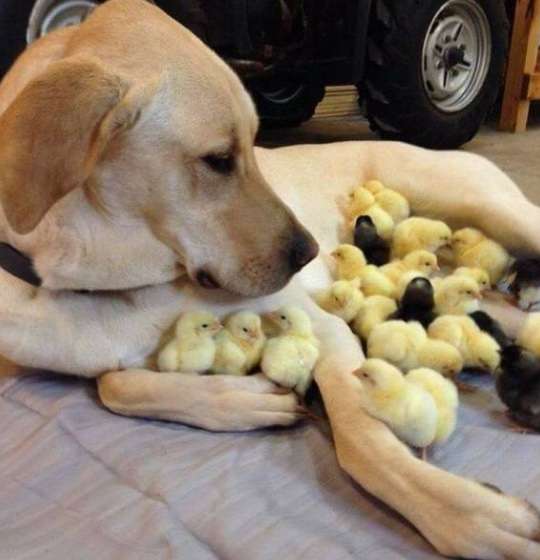 いろんな動物の赤ちゃんがみたい
