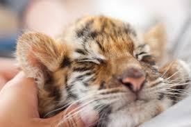 いろんな動物の赤ちゃんがみたい