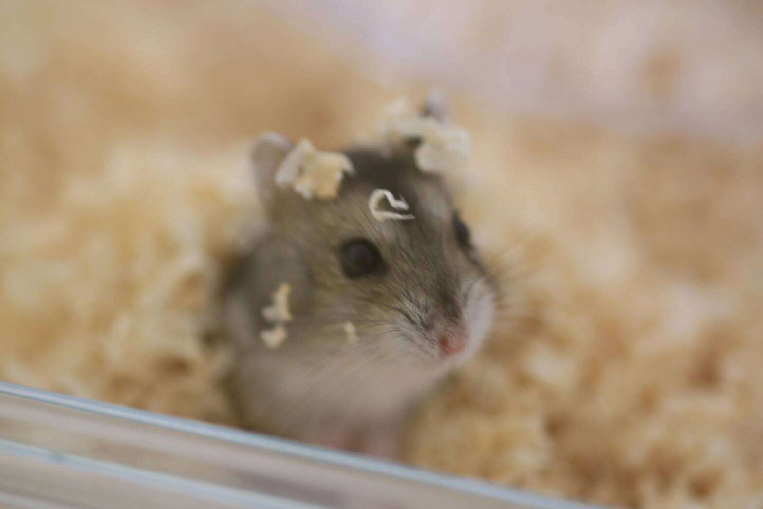 いろんな動物の赤ちゃんがみたい