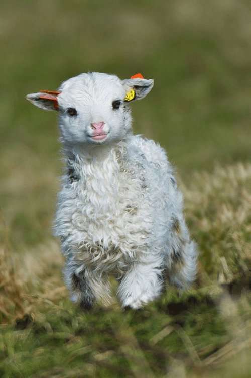 いろんな動物の赤ちゃんがみたい