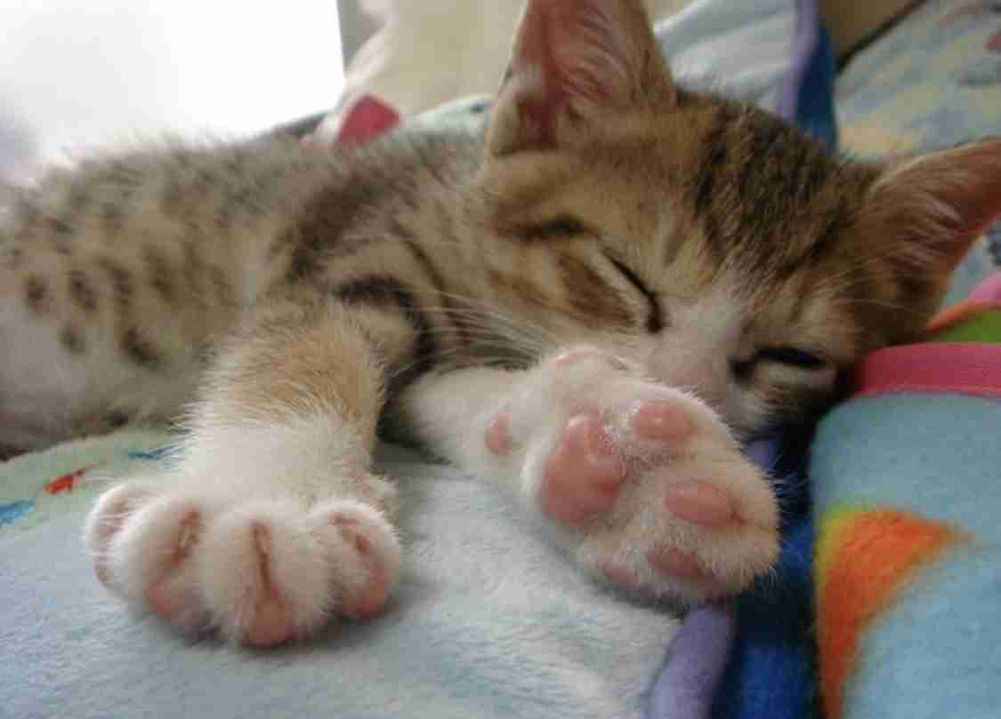 いろんな動物の赤ちゃんがみたい