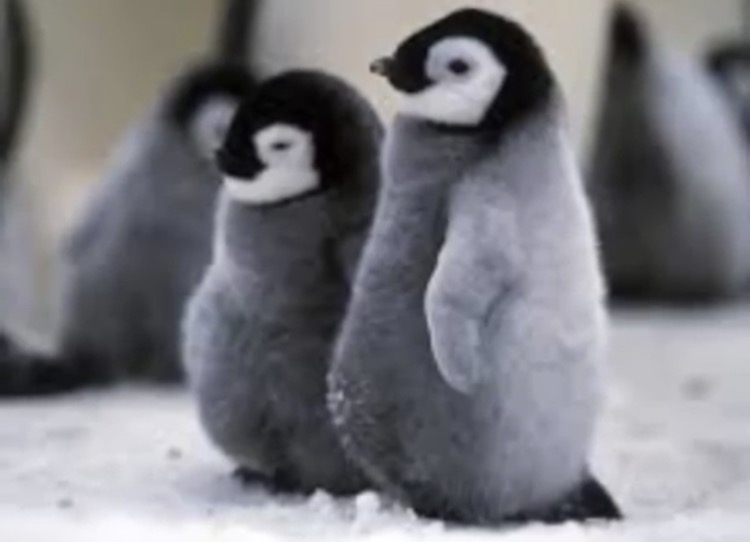 いろんな動物の赤ちゃんがみたい