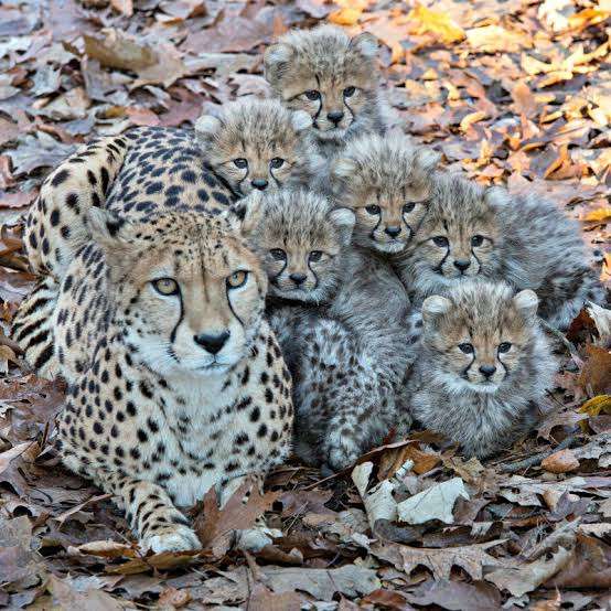 いろんな動物の赤ちゃんがみたい