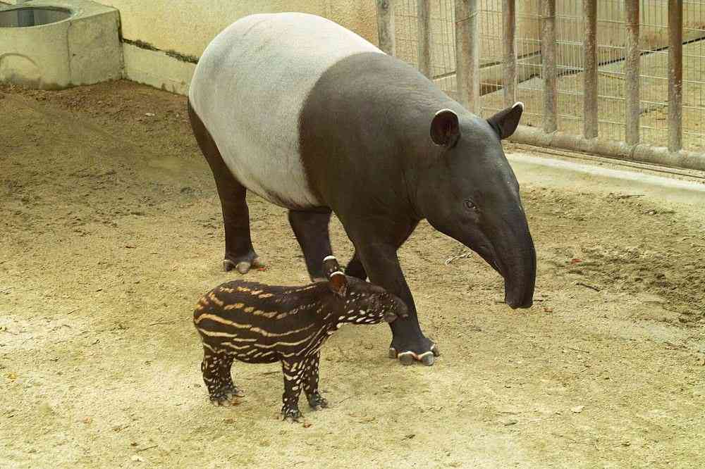 いろんな動物の赤ちゃんがみたい