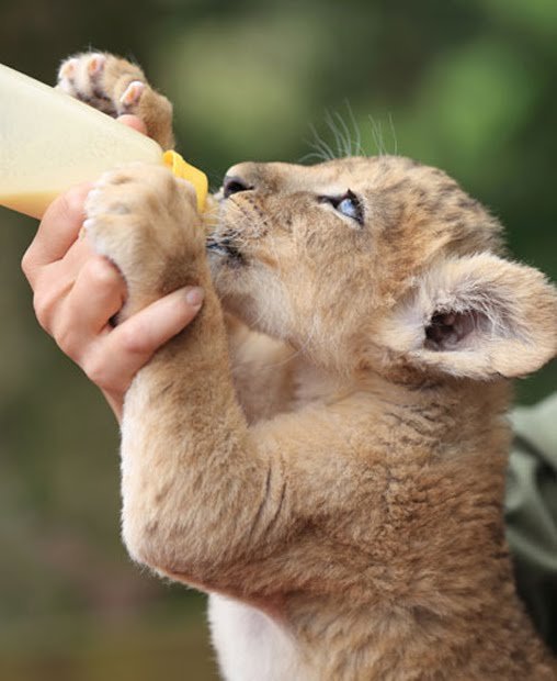 いろんな動物の赤ちゃんがみたい