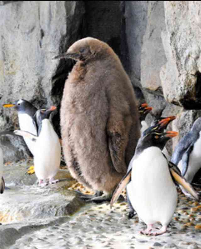 いろんな動物の赤ちゃんがみたい