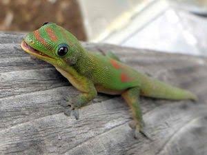 加藤浩次、NGT48山口真帆へ運営側の「会社を攻撃する加害者だ」に納得できず