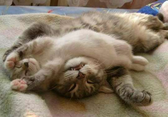 なぜそこにいる⁈ ってなる猫画像