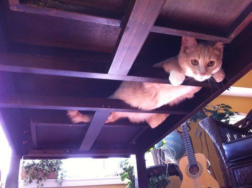 なぜそこにいる⁈ ってなる猫画像