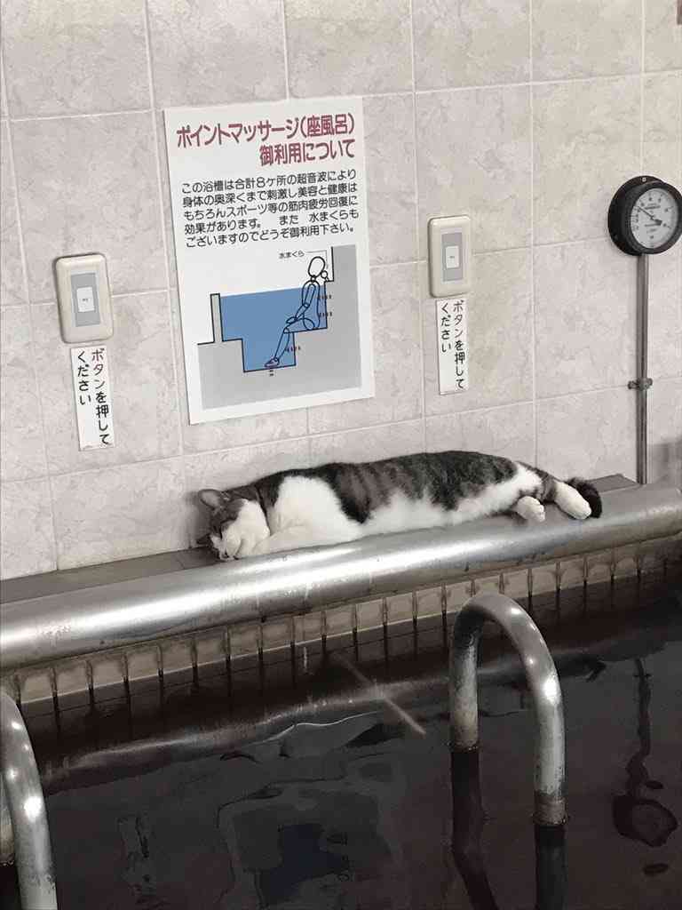 なぜそこにいる⁈ ってなる猫画像