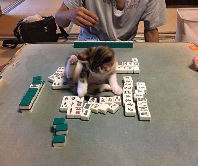 なぜそこにいる⁈ ってなる猫画像