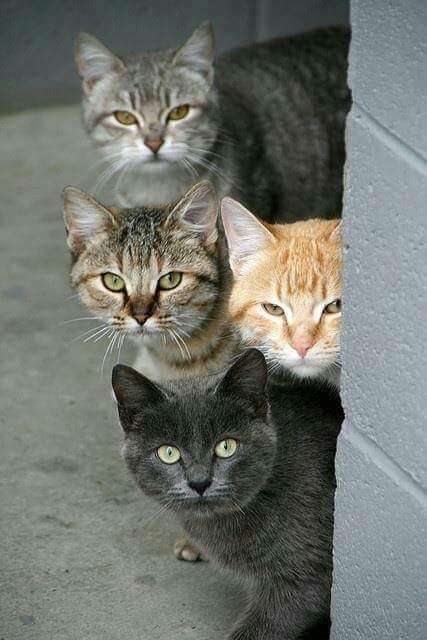 なぜそこにいる⁈ ってなる猫画像